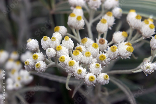 Immortelle yellow flowers close up.