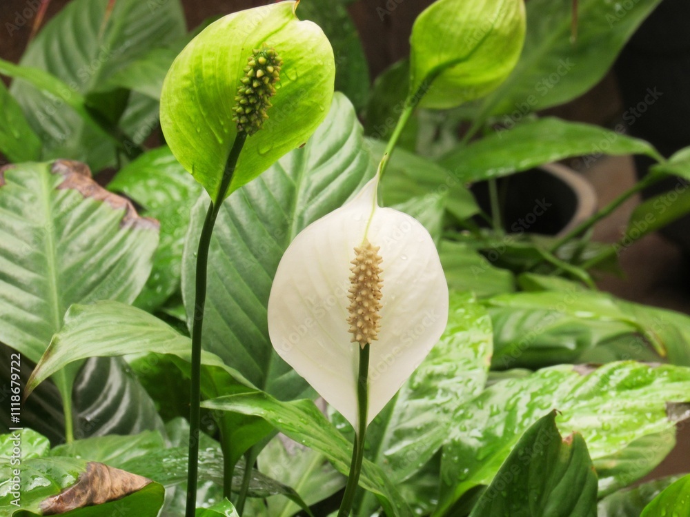 Obraz premium Flores variadas.