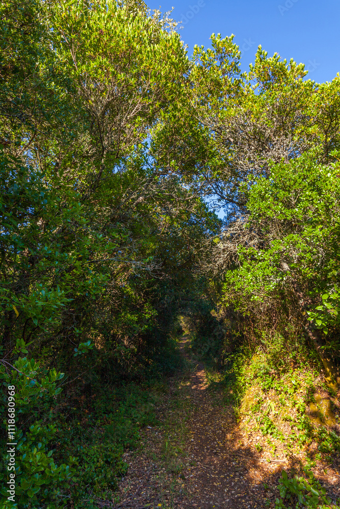 A sunlit path winds through a lush, green forest, with a clear blue sky peeking through the canopy A sunlit path winds through a lush, green forest, with a clear blue sky peeking through the canopy