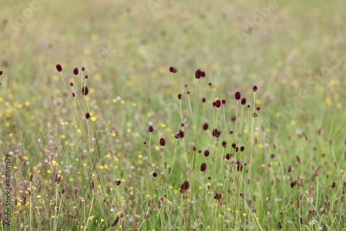 Wildblumenwiese photo