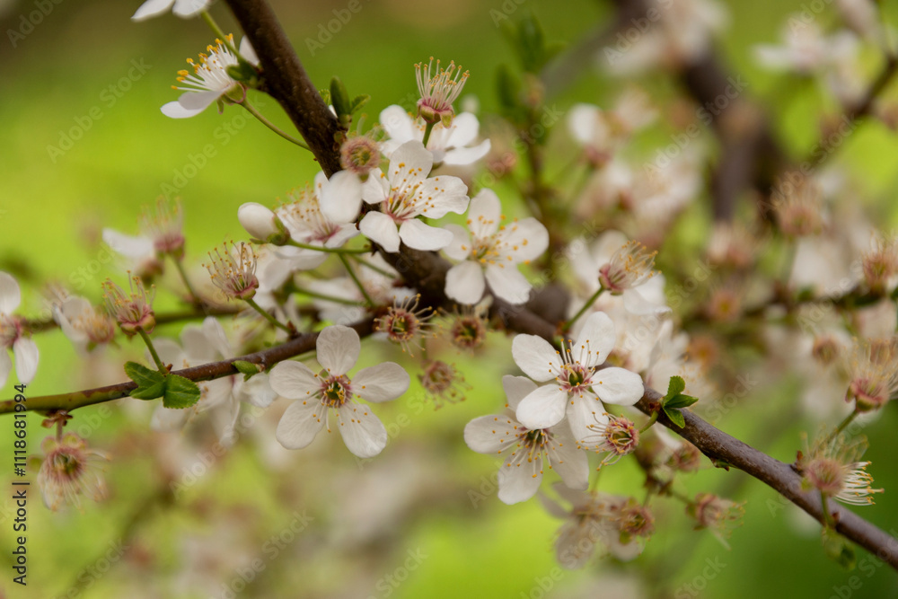 White Cherry blossoms. Cherry blossom trees full bloom. White Cherry blossoms. Cherry blossom trees full bloom.
