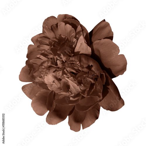 Light brown peony flower isolated on transparent background.