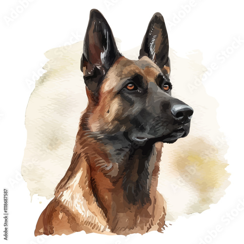 A watercolor painting of a Belgian Malinois, isolated on a white background. Belgian Malinois vector.