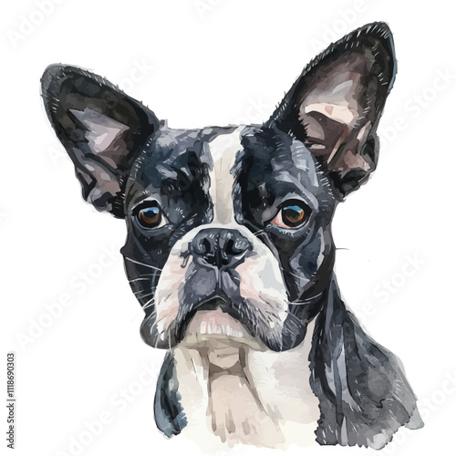 A watercolor of a Boston Terrier, isolated on a white background. Boston Terrier vector.