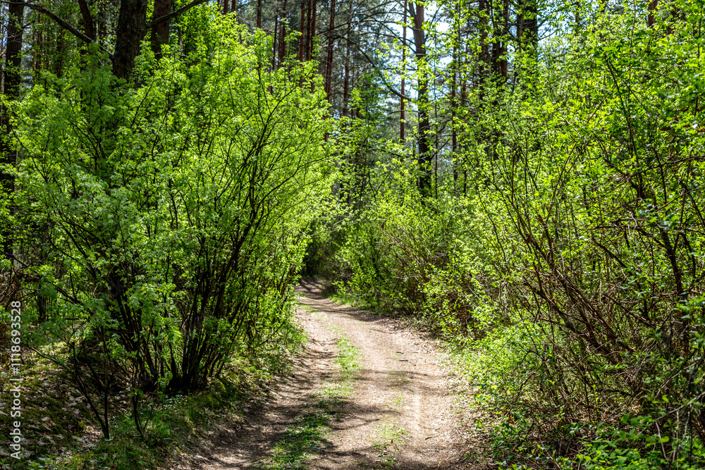 Sunlit forest path with spring greenery Sunlit forest path with spring greenery