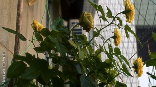 flowers in apartment