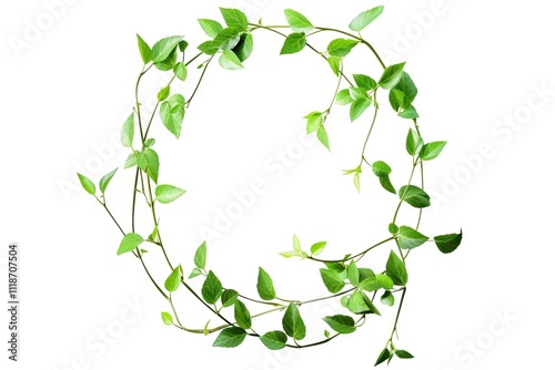 Obraz na płótnie leaf vine circle isolates on a white background leaf vine circle isolates on a white background w salonie