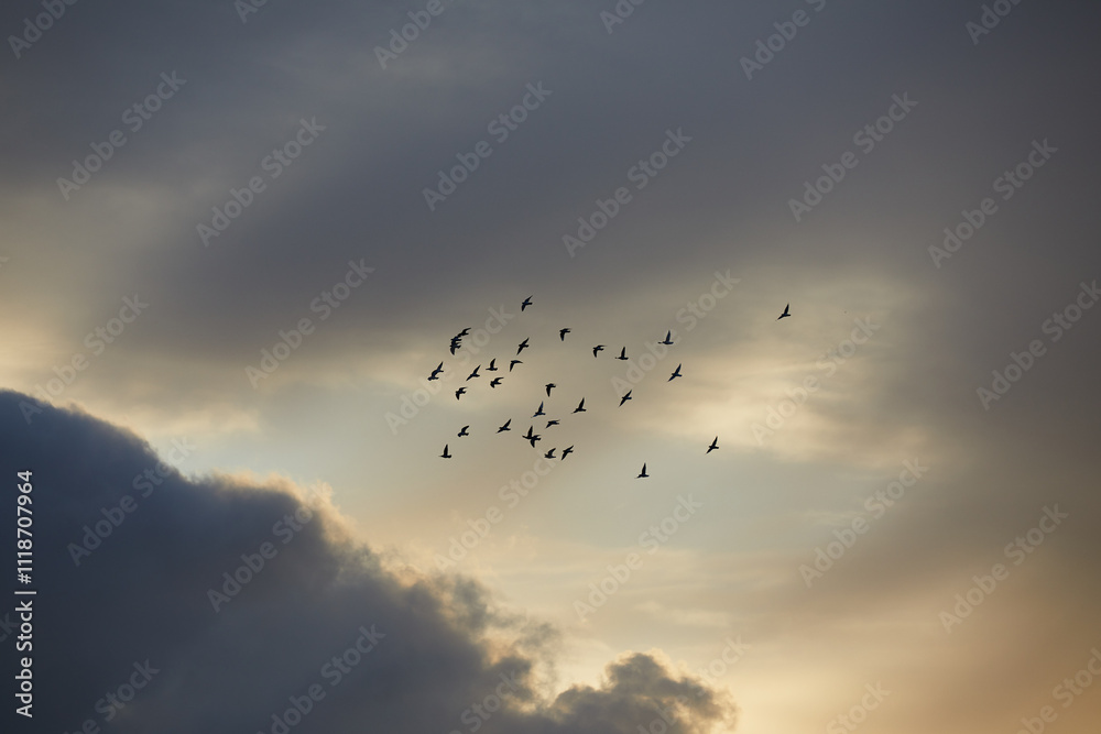 Obraz premium birds in the sky