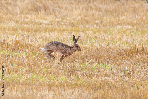 Hase läuft über ein Feld photo