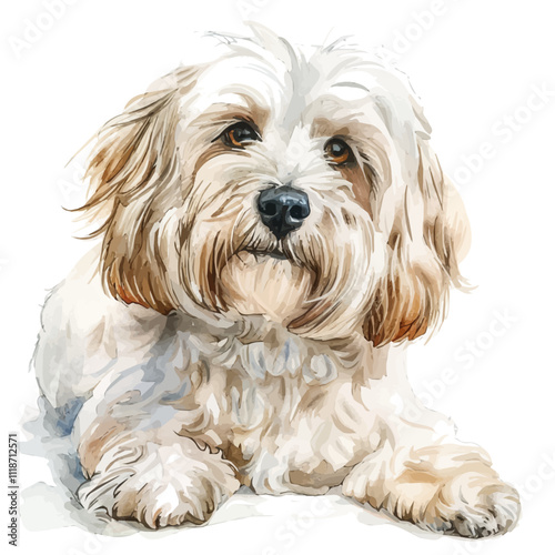 A watercolor of a Havanese, isolated on a white background. Havanese vector.