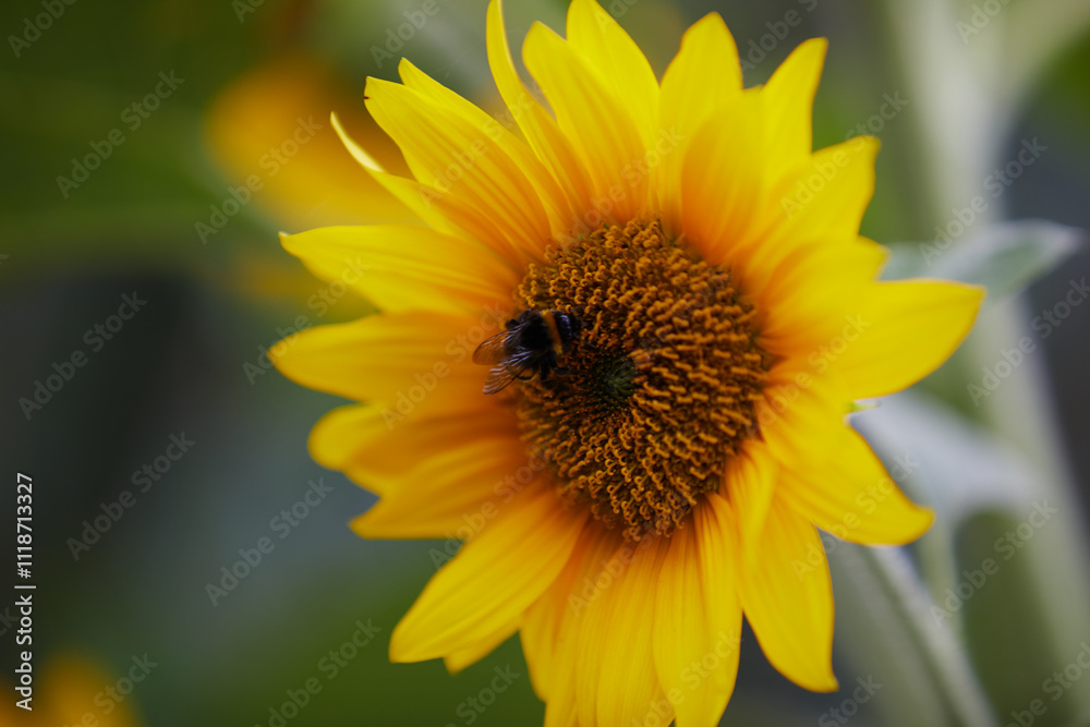 sunflower in the garden with bee sunflower in the garden with bee