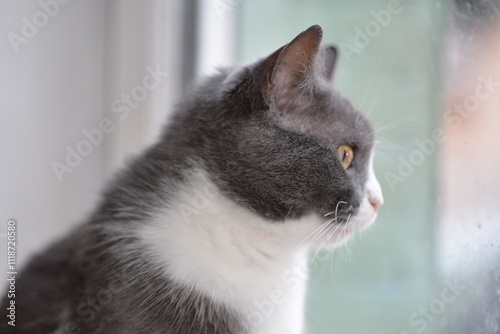 chat devant la fenêtre 