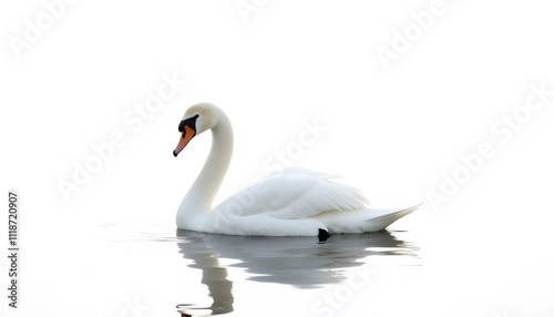 Epic Graceful Swan Isolated on a White Canvas, Its Pure Silhouette Contrasting with Its Watery Surroundings