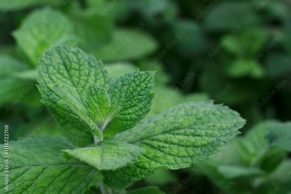 mint plant with green leaves in the garden with close up mint plant with green leaves in the garden with close up