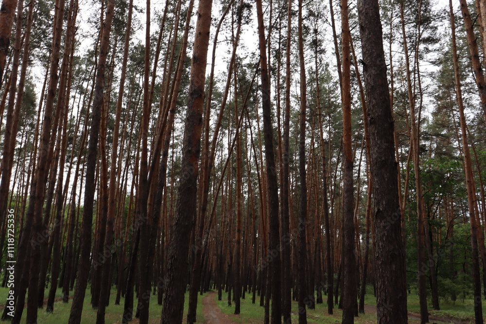 Obraz premium trees in the forest