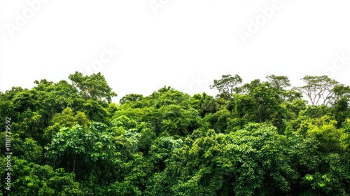 Lush green forest canopy under a bright sky