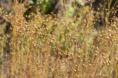 Ripe flax seeds in a field, harvesting. Agriculture