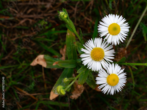 daisy in the grass