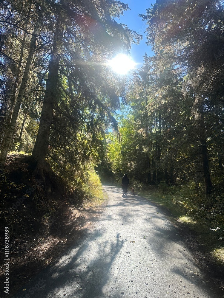 Obraz premium path in the forest with Sunrays