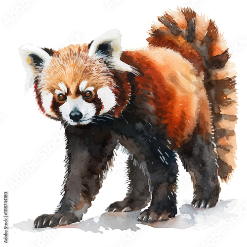 A watercolor painting of a Red Panda, isolated on a white background. Red Panda vector.