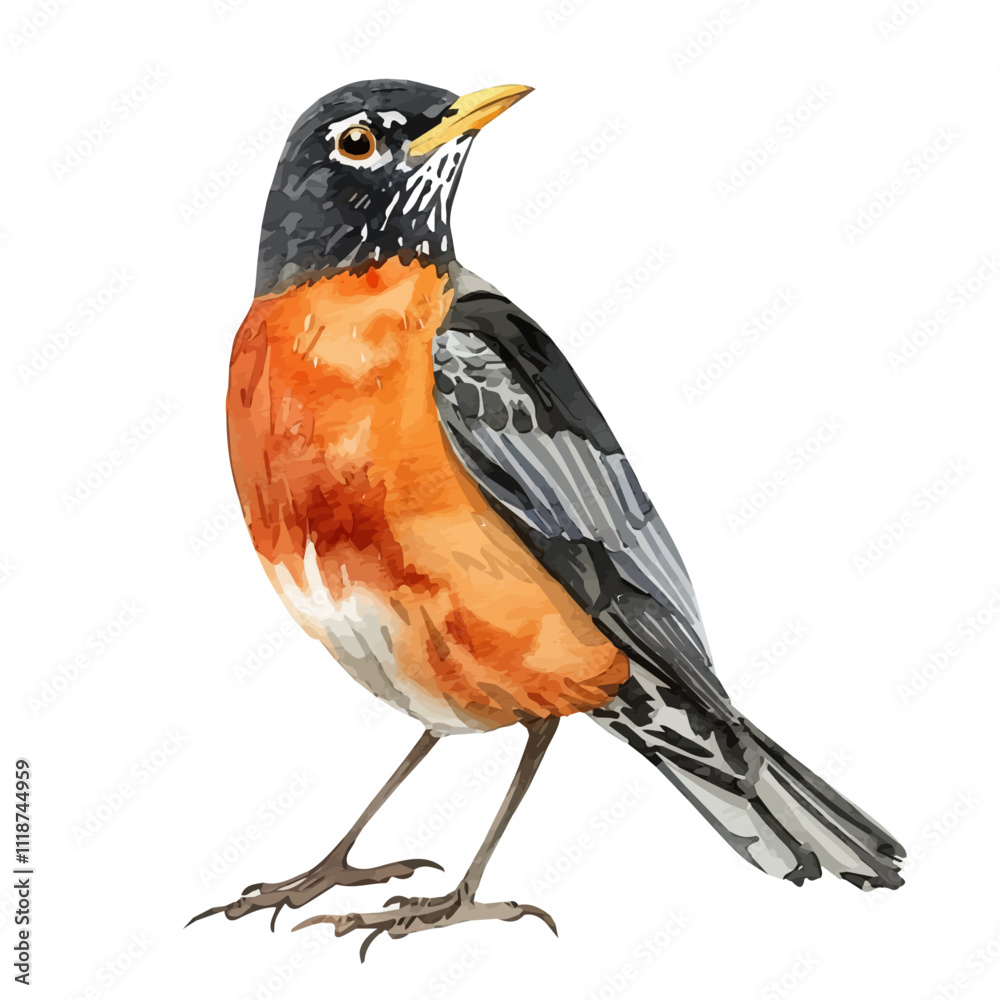Fototapeta A watercolor of a Robin, isolated on a white background. Robin vector.