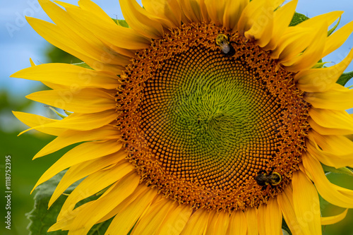 sunflower on the field with bees