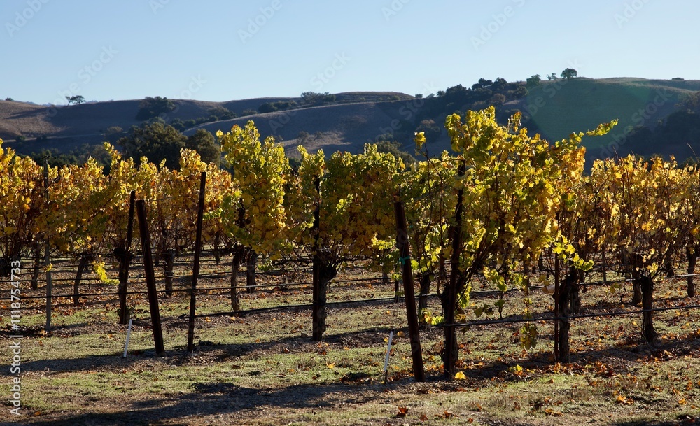 Fototapeta premium vineyard in autumn with bright leaves