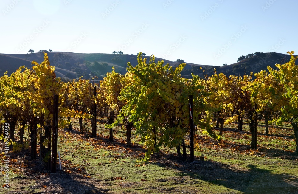 Naklejka premium amber leaves in the autumn vineyard