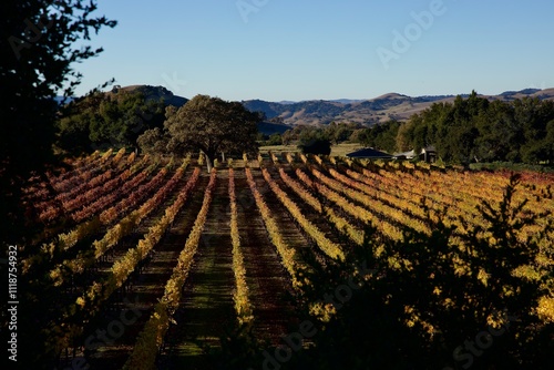 sunny vineyard in autumn