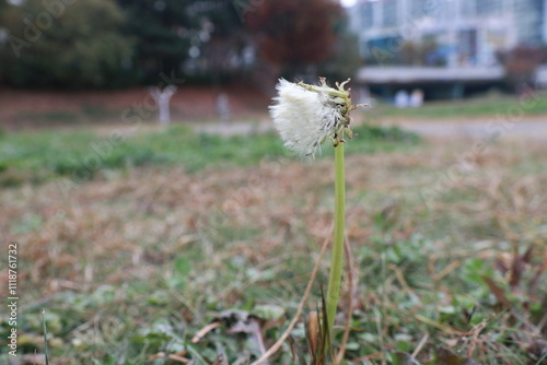 서양민들레 photo