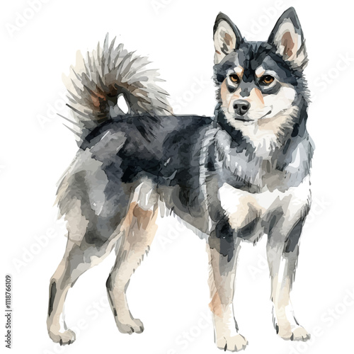 A watercolor of an Alaskan Klee Kai, isolated on a white background. Alaskan Klee Kai vector.