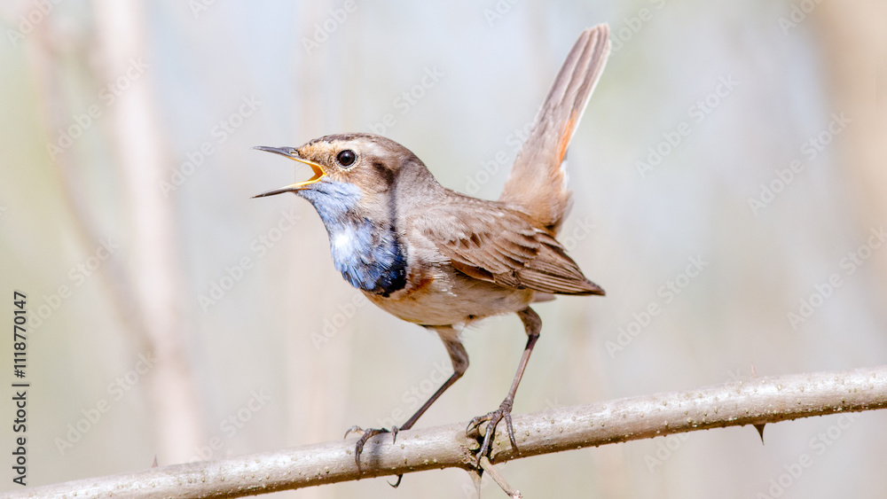 robin on a branch robin on a branch