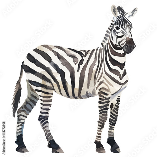 A watercolor drawing of a Zebra, isolated on a white background. Zebra vector.