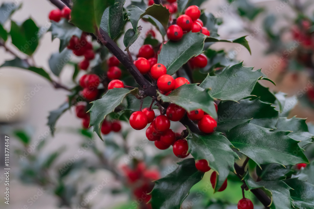 Obraz premium A holly branch with bright red berries and glossy green leaves, symbolizing the festive spirit of Christmas. The photo conveys the atmosphere of nature, tradition, and the beauty of the cold season.