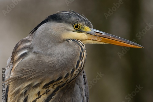 great blue heron