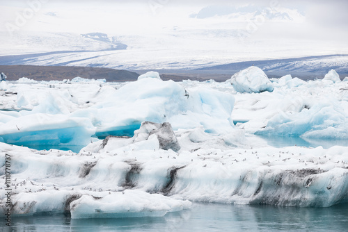 Arctic terns resting on icebergs at Jokulsarlon glacer lake in Iceland photo