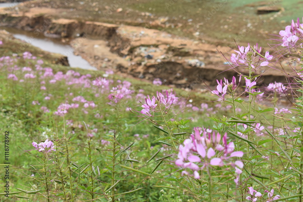 flowers in the meadow