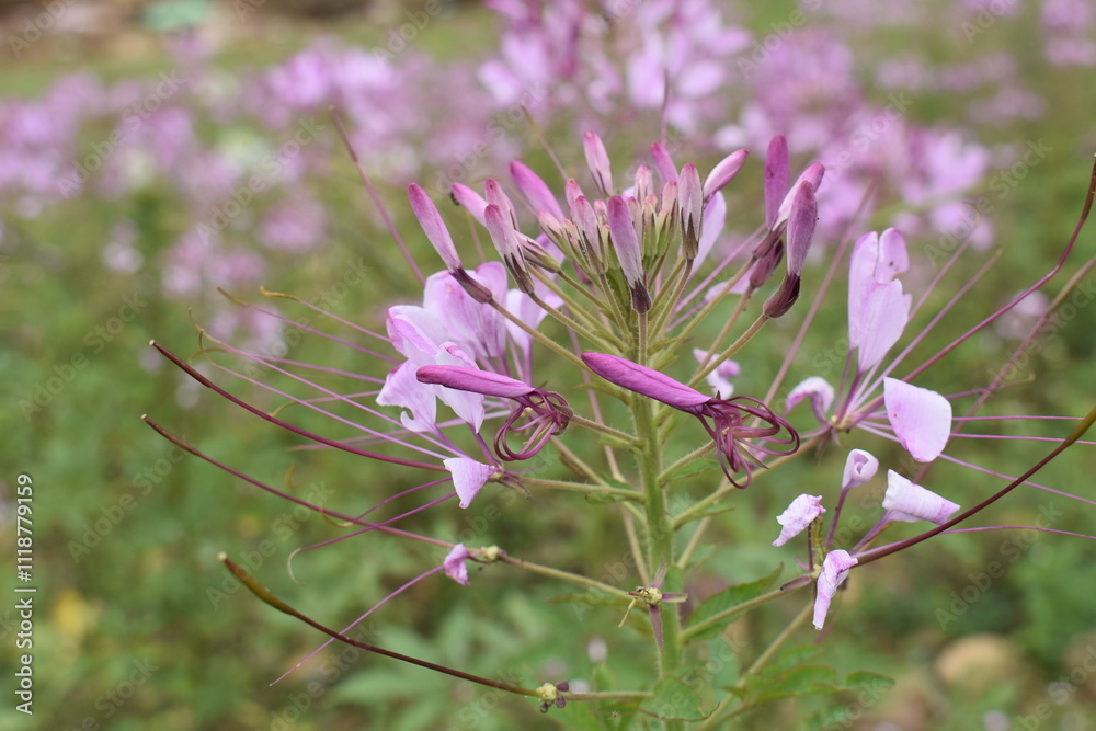 flower in the field
