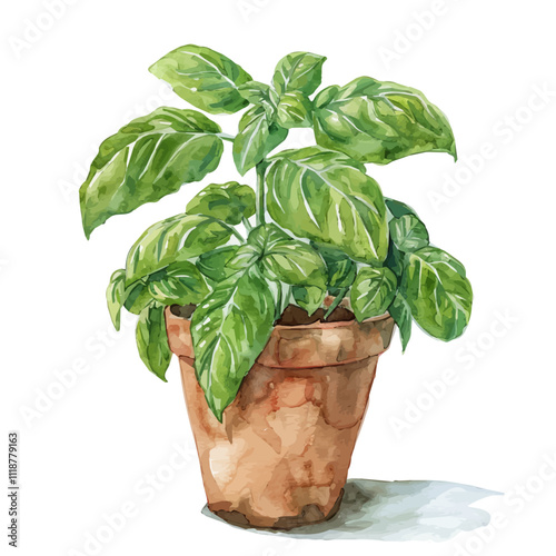 A watercolor drawing of a Basil plant in a pot, isolated on a white background. Basil vector.