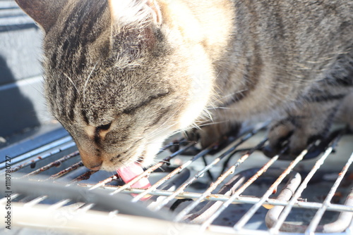 A Curious Cat is Actively Exploring the Outdoors, Particularly Near a Grill Area