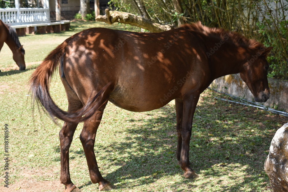 two horses on a meadow