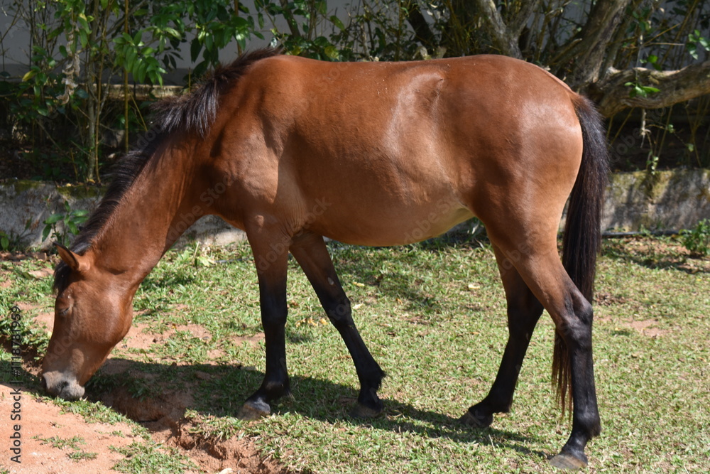 horse and foal in field