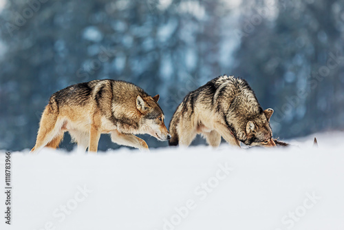 male Eurasian wolf (Canis lupus lupus) cautiously walking towards the alpha male photo