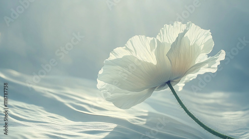 Ethereal iceland poppy flower, delicate closeup blossom bloom spring, graceful white garden plant petal, botanical elegant romantic, natural pristine radiant. photo