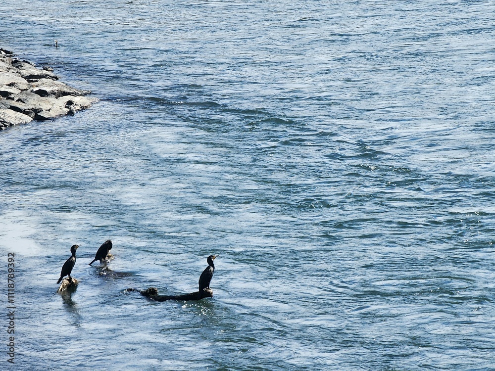 Fototapeta premium Birds In the sea
