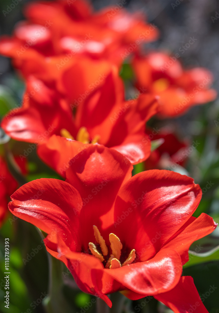 Close-up of Vibrant Red Riding Hood Native Tulips with Bright Yellow Stamens Close-up of Vibrant Red Riding Hood Native Tulips with Bright Yellow Stamens