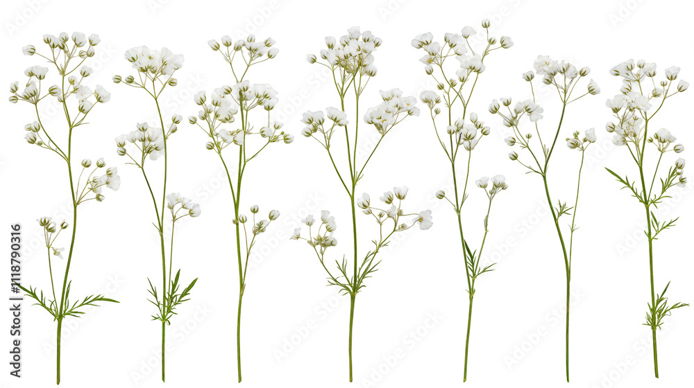 Delicate White Flowers Arranged in a Row Showcasing Natural Beauty and Simplicity in Floral Design for Home Decoration or Events Delicate White Flowers Arranged in a Row Showcasing Natural Beauty and Simplicity in Floral Design for Home Decoration or Events