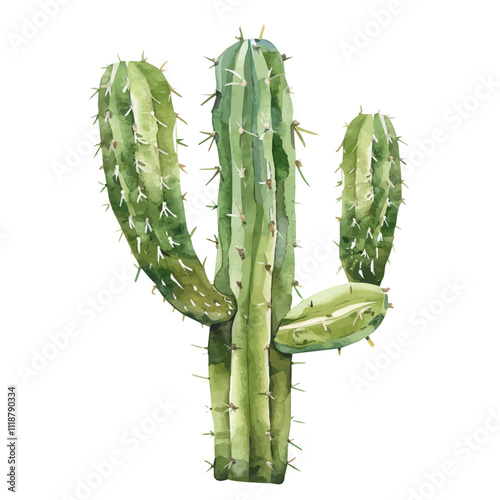 A watercolor drawing of a Cactus, isolated on a white background. Cactus vector. photo