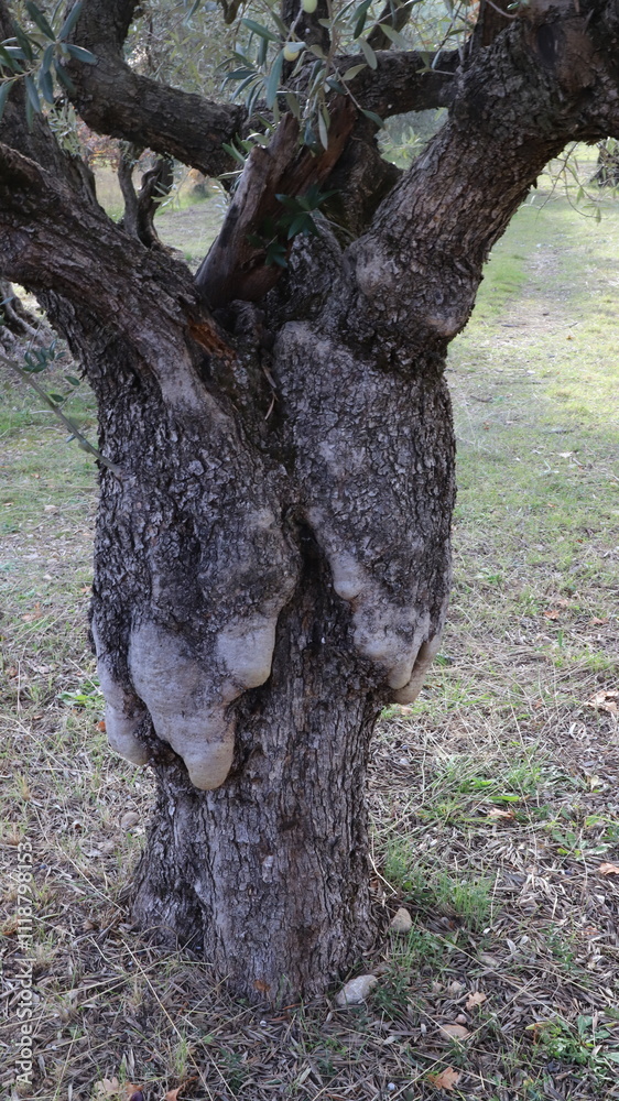 Obraz premium paysage de Provence