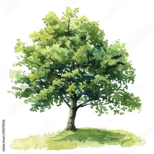 A watercolor drawing of a Chestnut Tree, isolated on a white background. Chestnut Tree vector.